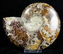 Large / Inch Wide Ammonite (Half) #3310-1